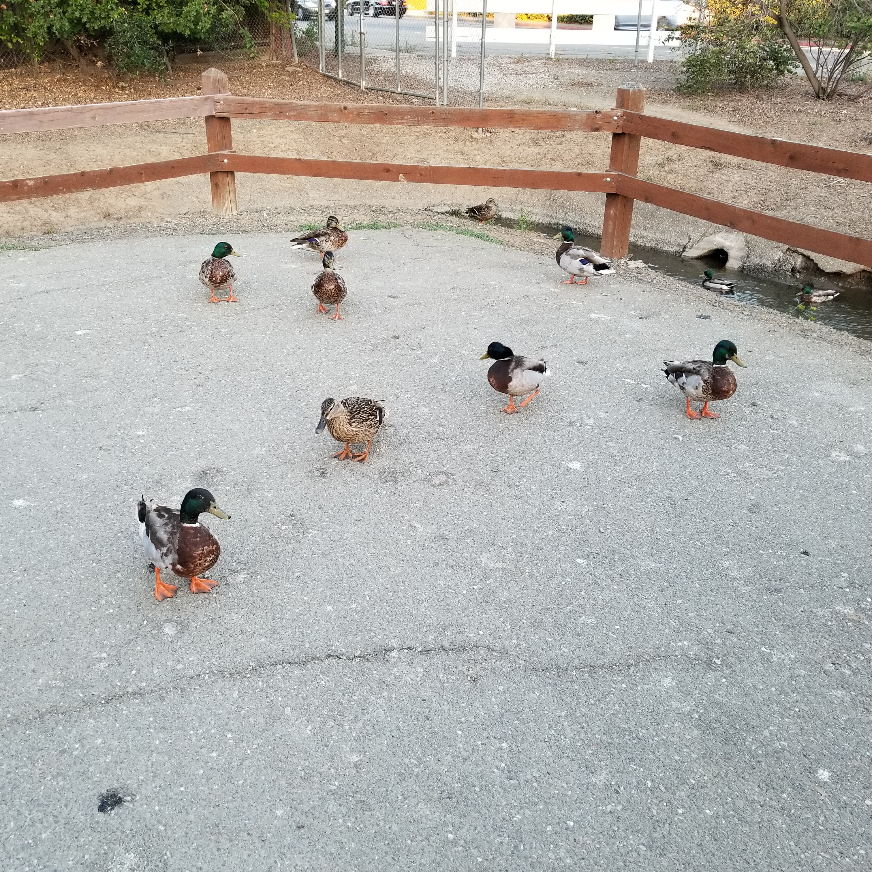 Ducks on Ygnacio Valley Blvd trail