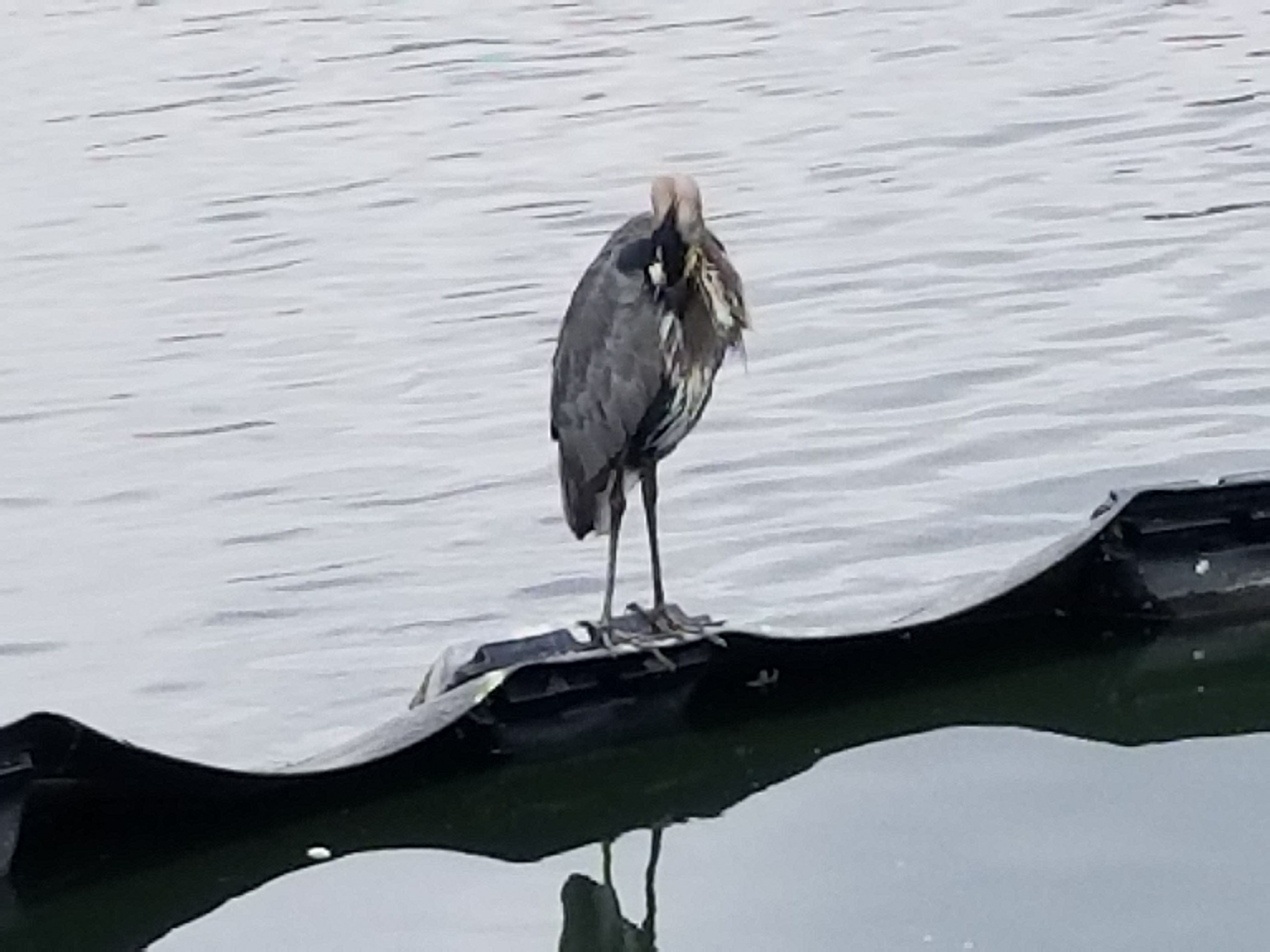 Close-up of that lone pelican. Lake Merritt is home to many species of water foul