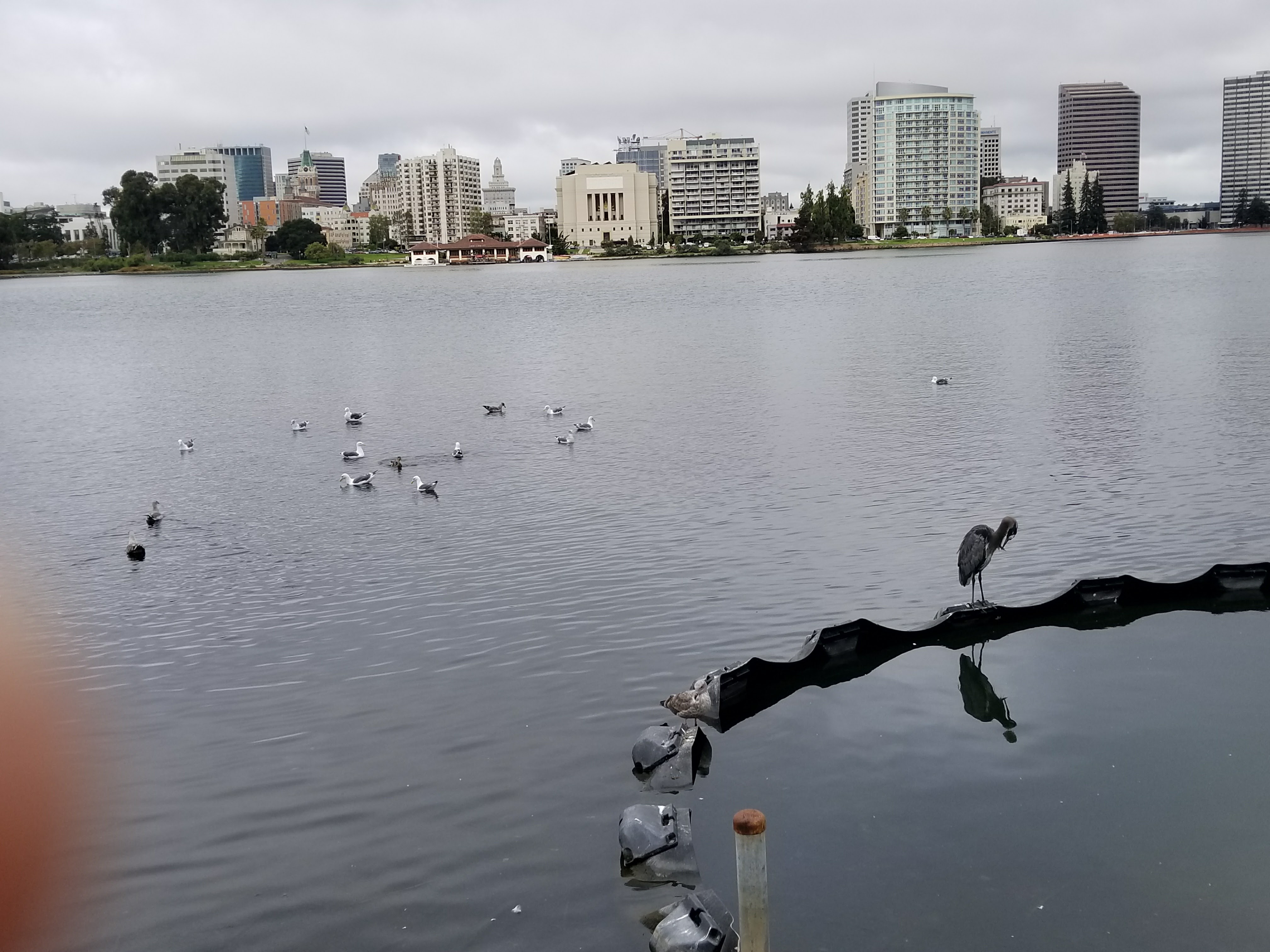 Seagulls enjoy Lake Merritt swim while lone pelican suns itself 