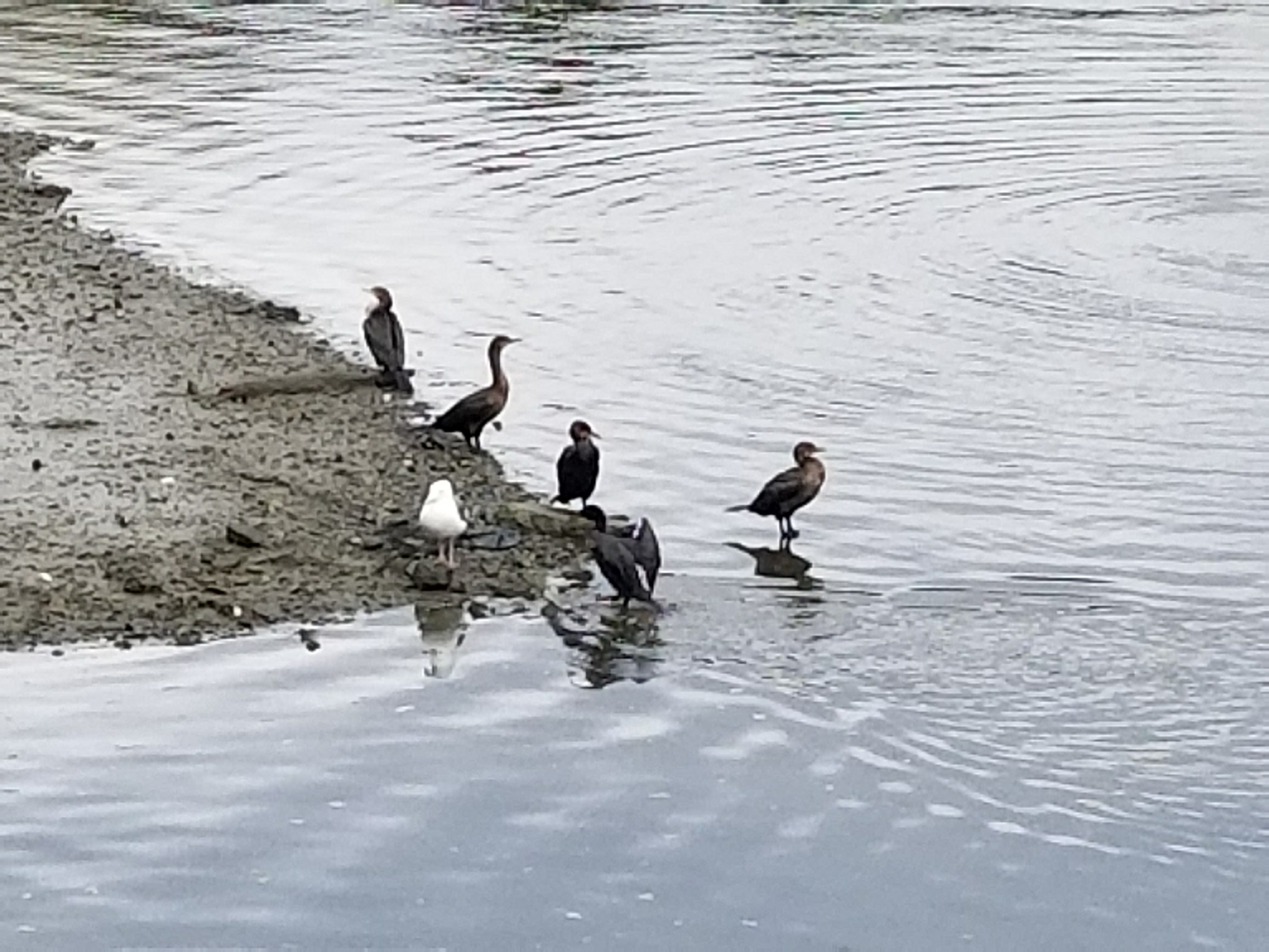 Cormeranz', seagull and other resident ducks enjoying the shoreline area