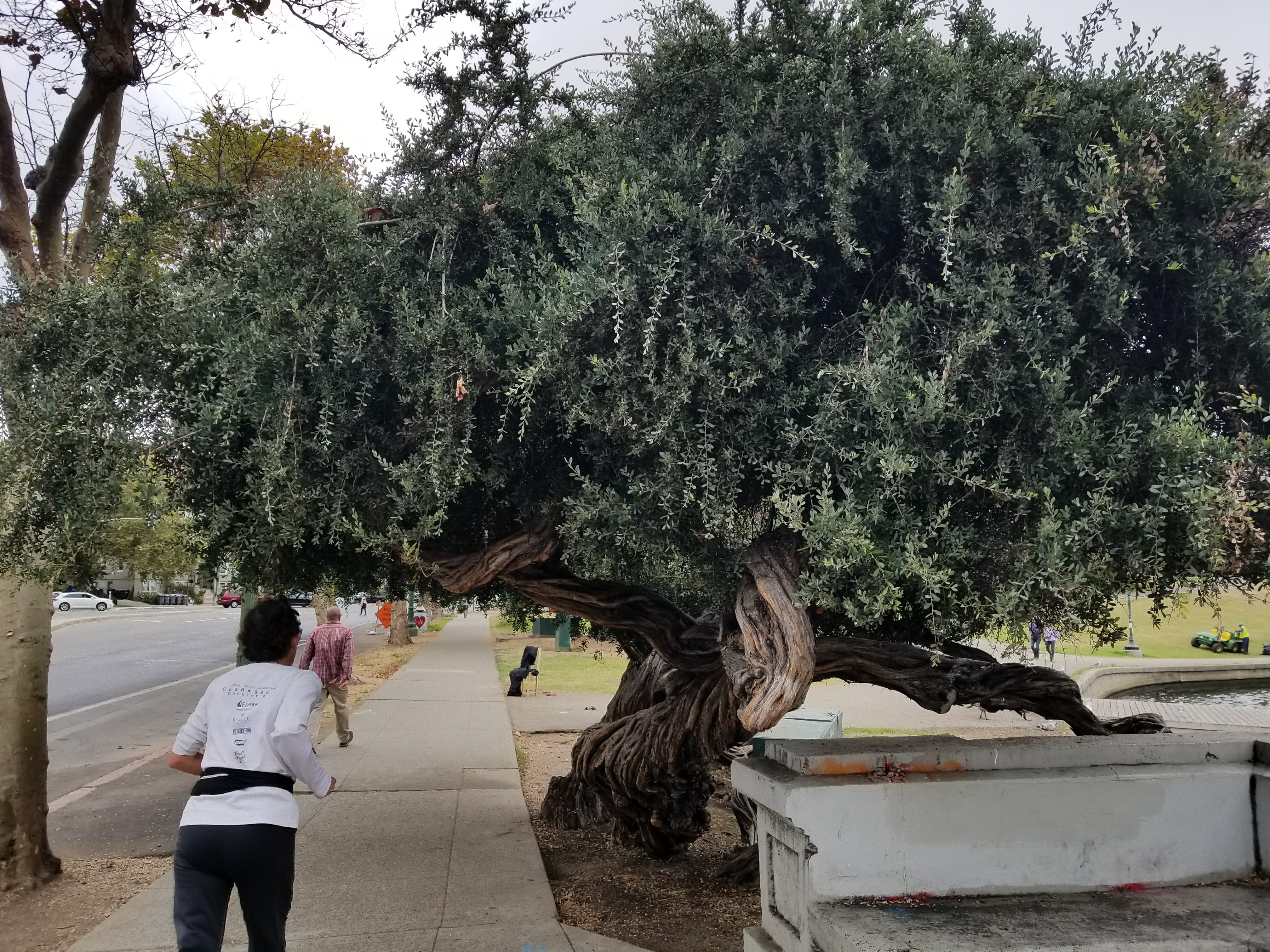 Very old rubber? tree, Northeast end (Grand Avenue) of Lake Merritt Small black birds have been known to dive bomb walkers and joggers from this tree