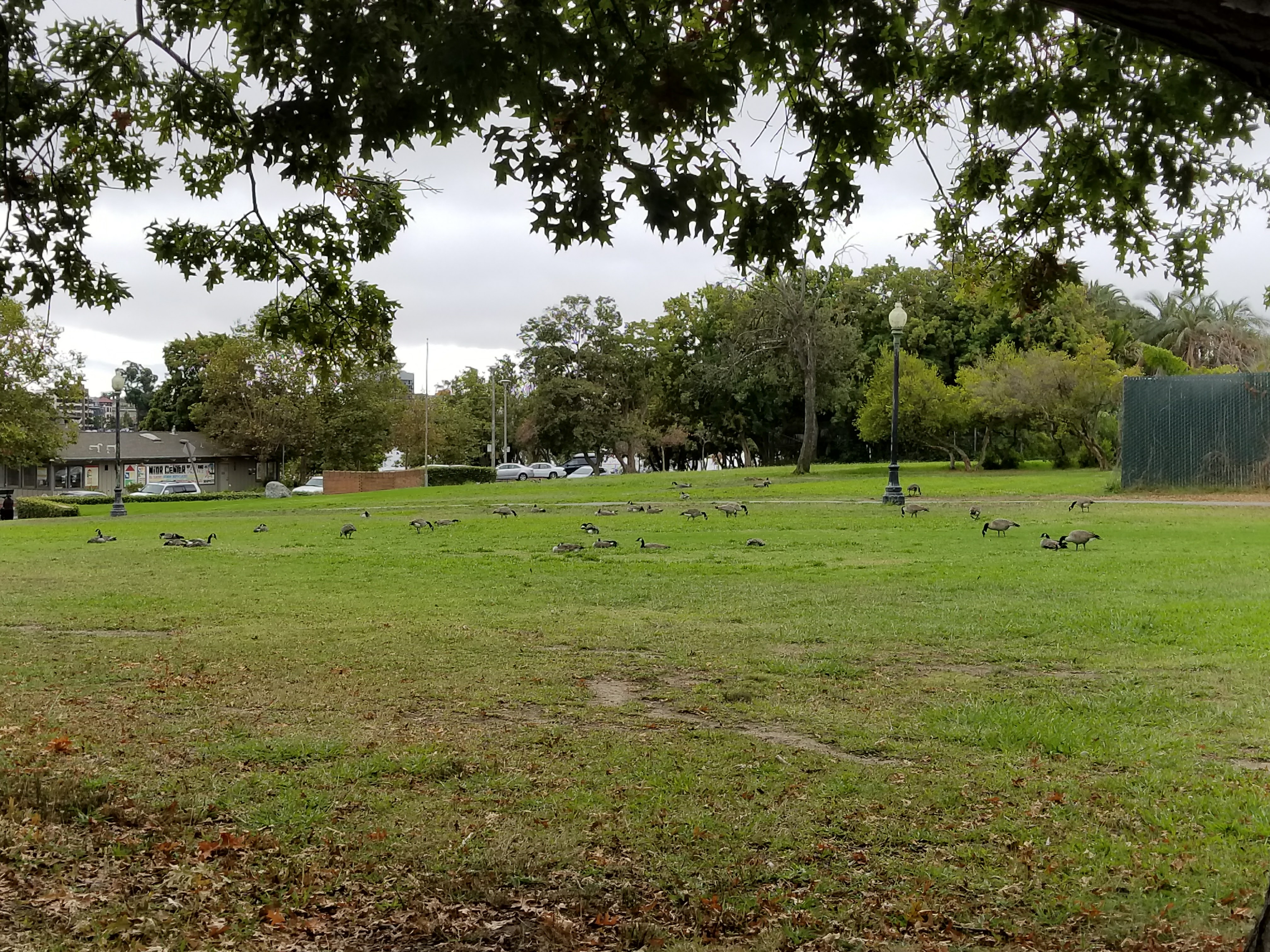 North of duck pond , Canadian geese enjoying there now-permanent residence on Lake Merritt