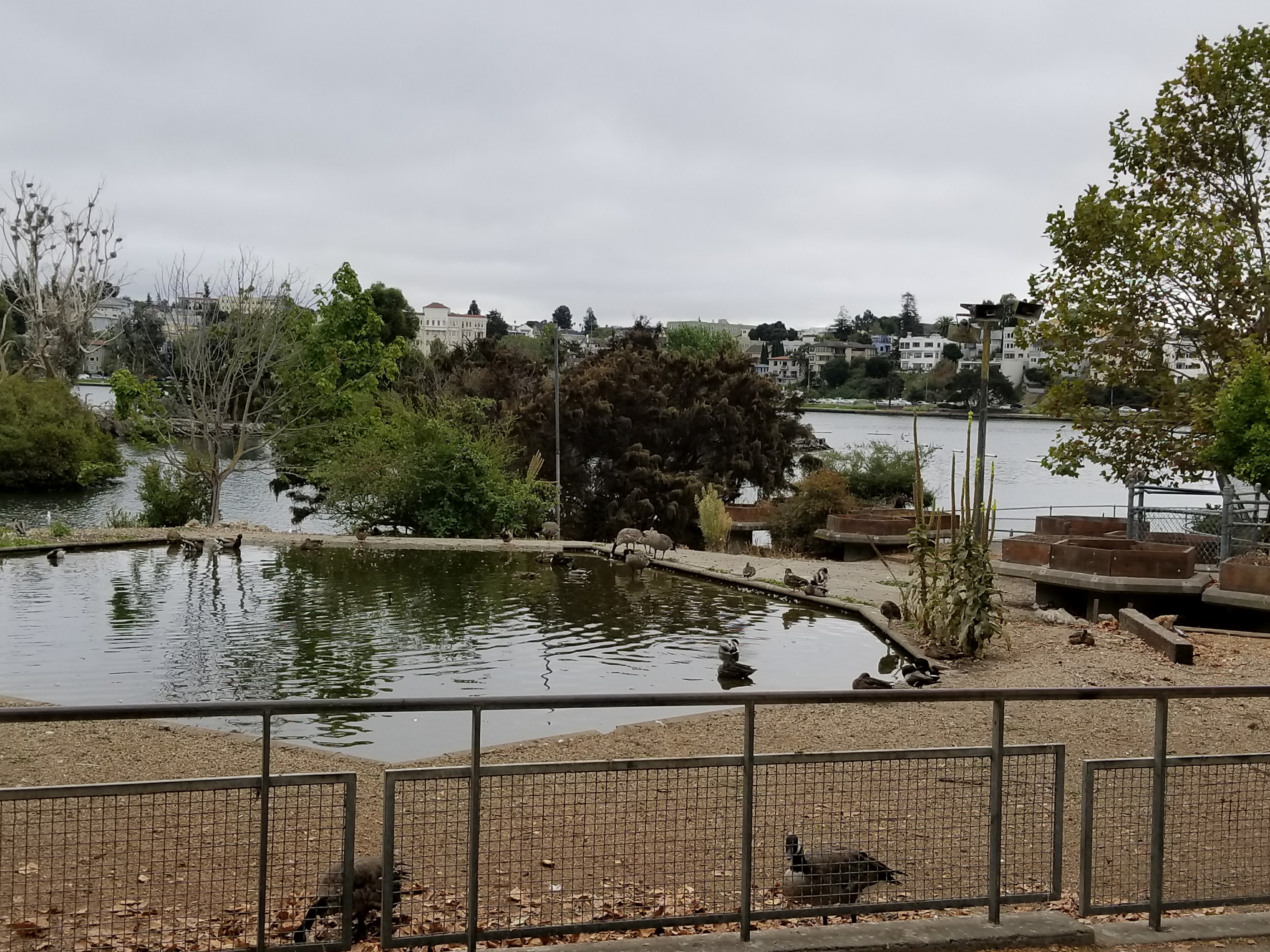 More from Lake Merritt duck pond - How many species can you name. Even if you can't see them here feel free to trust your memory from recent visits 