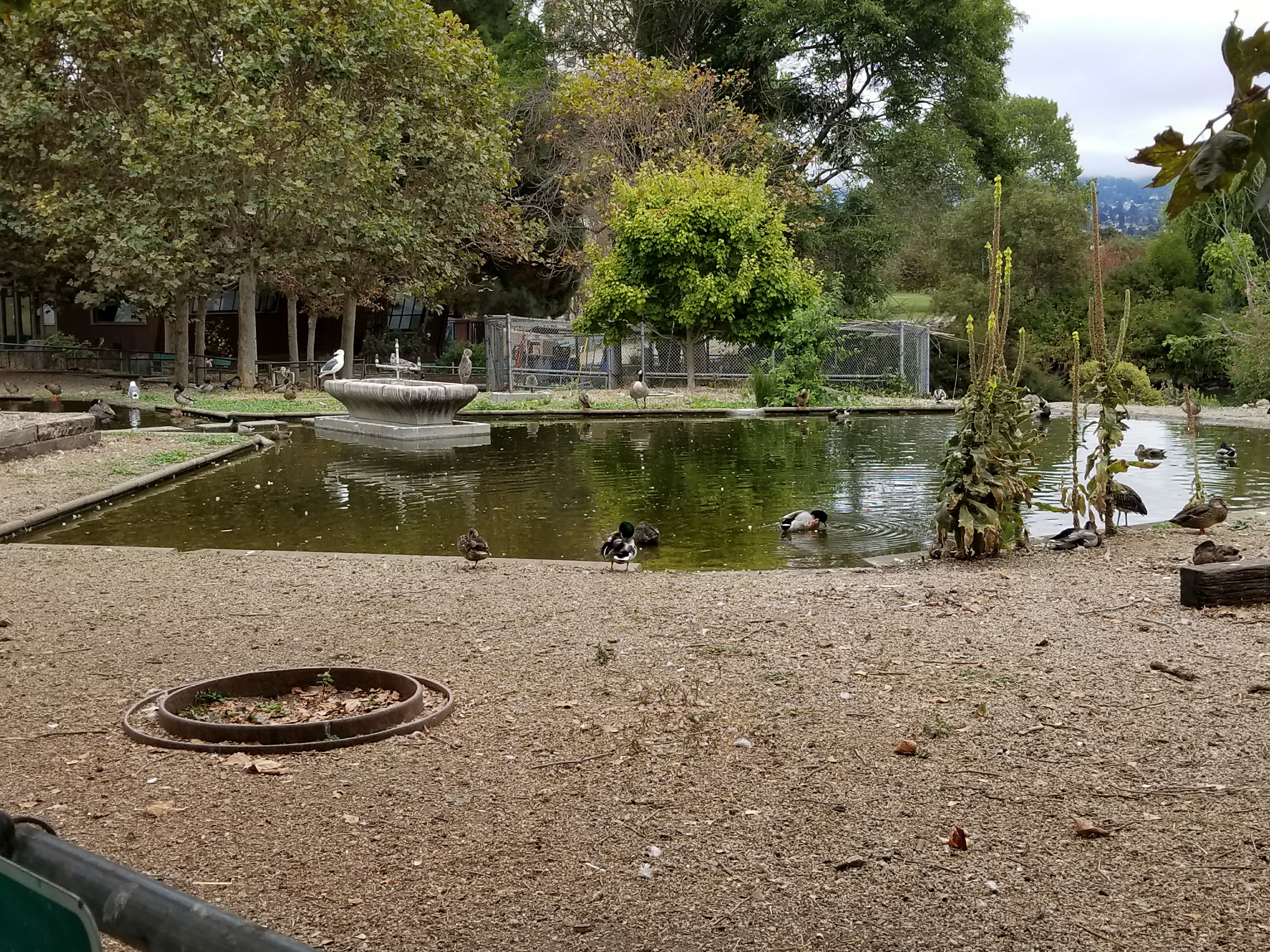 Popular 'grand' duck pond (along Grand Avenue), north side of Lake Merritt, Oakland