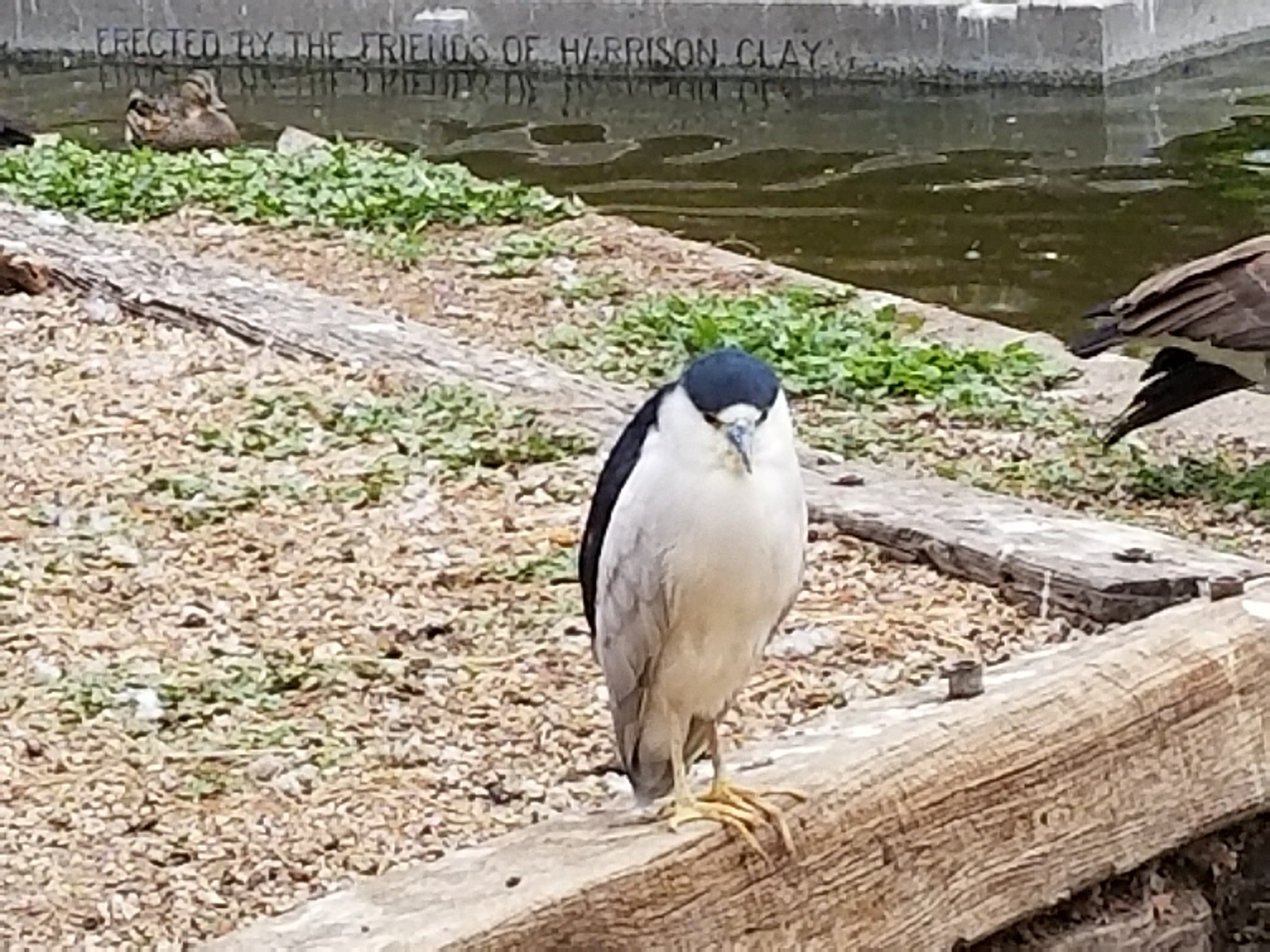 Heron in grand duck pond north side of Lake Merritt