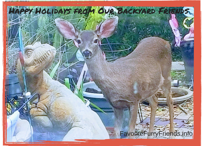 No Photo-shop here - Happy Holidays from Reindeer and Dino in Lafayette backyard