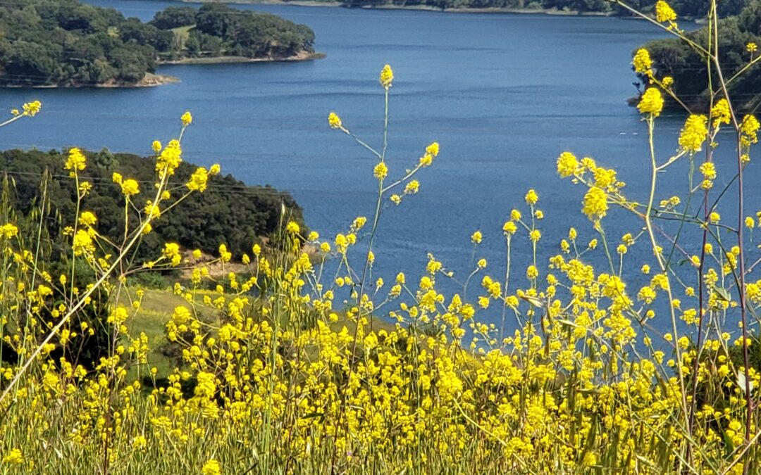 BRIONES PARK- Hampton Staging Area- just one of many ‘under-the-radar,’ pristine, oasis’ where social distancing is the norm