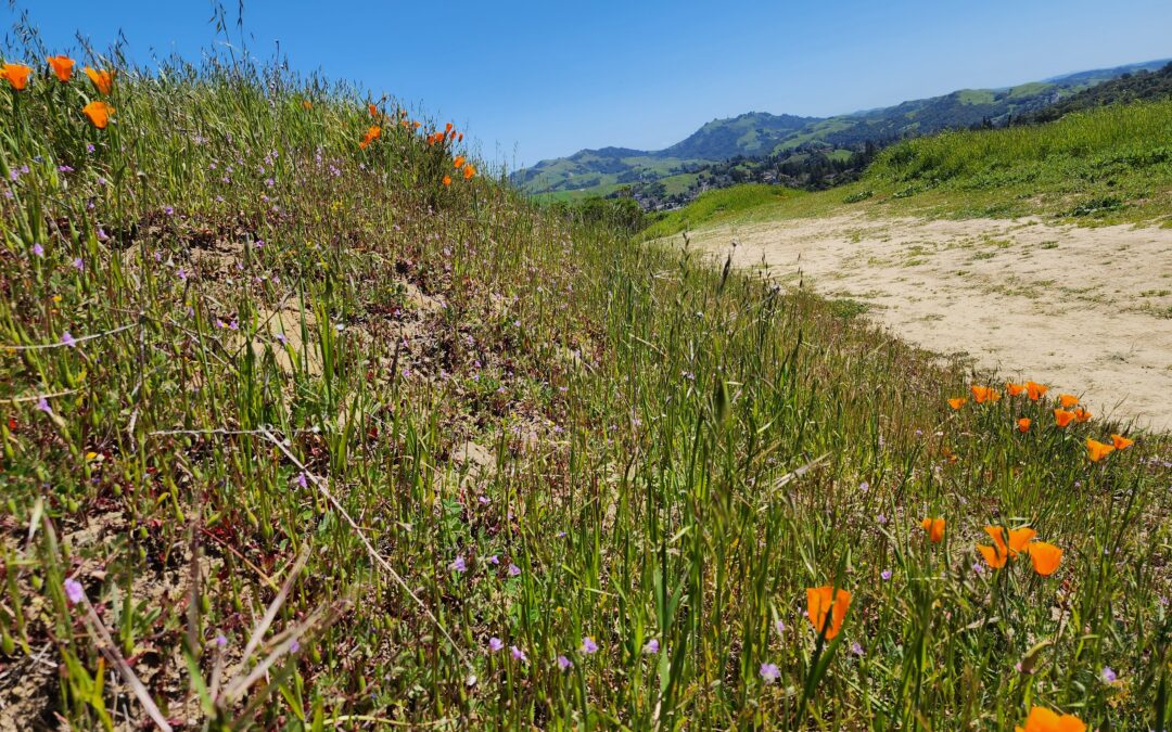 ‘Super Blooms’ of the Bay Area Following Heavy Rains In NorCal